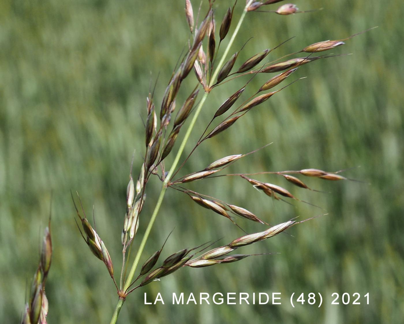 Oat Grass, Bulbous fruit